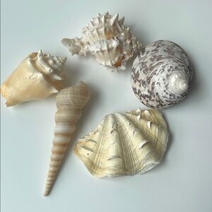 Assorted Seashell Collection